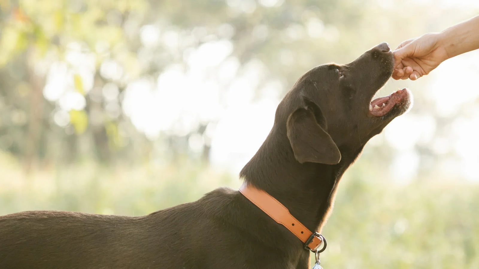 The Importance of Feeding Your Dog Organic Treats